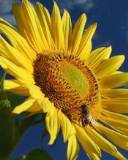 Girasol con una abeja