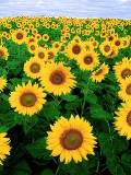 Hermoso campo de girasoles