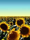 Campo de Girasoles