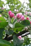 Flores en el Árbol