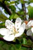 Flores blancas para Iphone