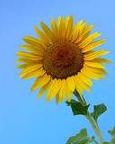 Hermoso Girasol