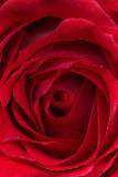 Close up de Rosa Roja