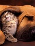 Gatico y Perro