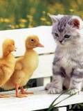 Gatico y dos paticos