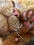 Carita de Gato Durmiente