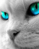 Gato Blanco de Ojos Azules