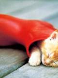 Gatito Dormilón