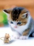 Mice And Kitty