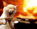 Gato Loco