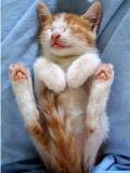 Gatico Dormilón