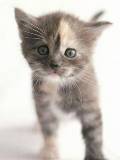 Gato pequeñito