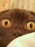 Gatico Carmelita