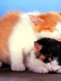 Gatitos Cariñosos