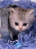 Gatico en vasija metálica