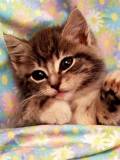 Gatico en su cama