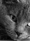 Close Up de Gato Gris