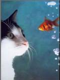 Mirando un pececito