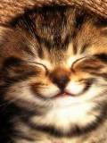 Gatico Feliz