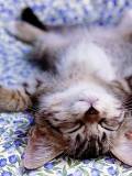 Gatico Durmiendo la Siesta