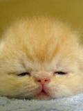Gatito soñoliento