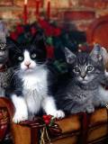 Tiernos Gatitos