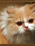 Close Up Gatito Amarillo