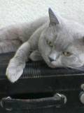 Gatito Guardián