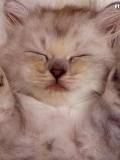 Gatito Dormidito