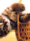 Gatito en la Cesta