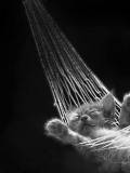 Durmiendo la siesta