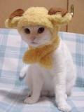 Gato disfrazado