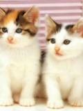 Gatitos hermanos
