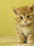 Gatico bueno
