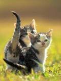 Gatitos en el pasto