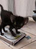 Gatico sobre un disco duro