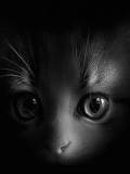 Gatico en la Oscuridad