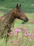 Cape Riding Horse