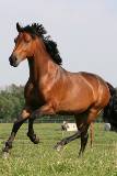 Hermoso caballo