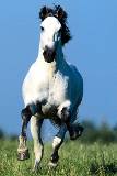 Caballo blanco corriendo