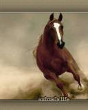 Running Horse