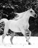 White Arabian Horse