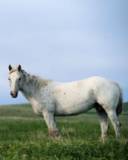 Corcel blanco en medio del Campo