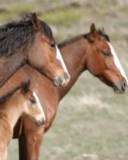 Caballo, Yegua y su Potrico