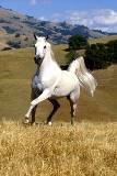 Precioso Caballo Blanco