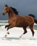 Caballo trotando en la Nieve