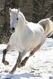 Potro salvaje corriendo en la nieve