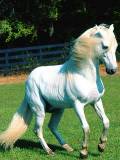 Hermoso caballo blanco