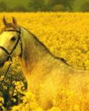 Caballo blanco rodeado de flores Amarillas