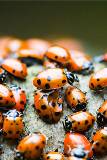 Muchos coccinélidos